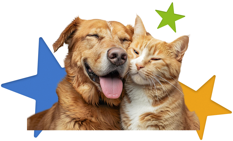 Cachorro Golden e gato amarelo juntos